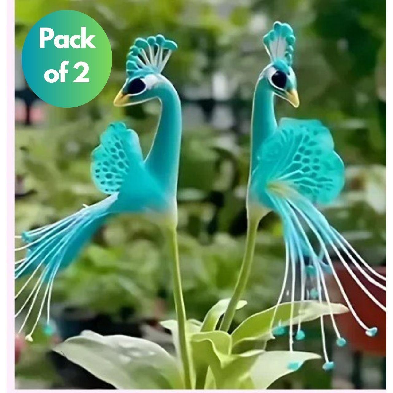 Peacock Flower Seeds Pack of 2